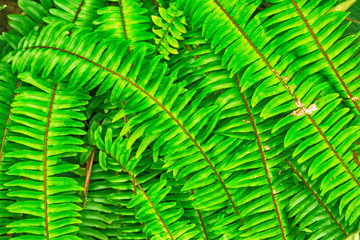 green natural leaf background