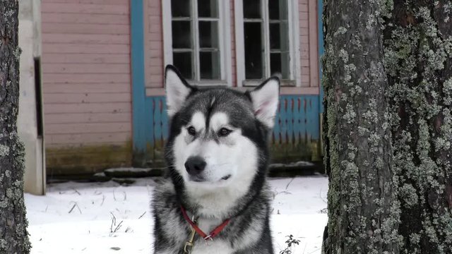 Husky howls invitingly. Siberian sled dog grieves alone for his friend.
