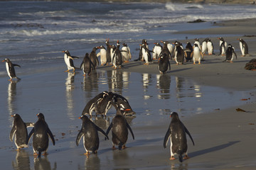 Group of Magellanic Penguins (Spheniscus magellanicus) in a huddle on the beach before heading to sea on Sealion Island in the Falkland Islands. Group of Gentoo Penguins (Pygoscelis papua) beyond.