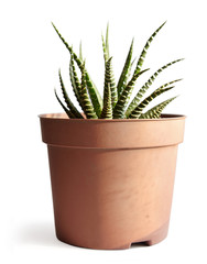 Small houseplant In a plastic pot