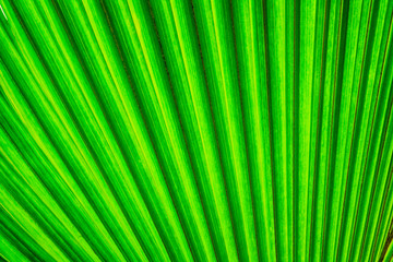 Obraz premium green natural leaf background