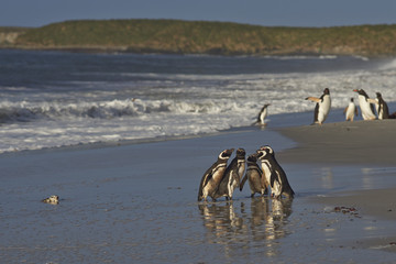 Group of Magellanic Penguins (Spheniscus magellanicus) in a huddle on the beach before heading to sea on Sealion Island in the Falkland Islands. Group of Gentoo Penguins (Pygoscelis papua) beyond.