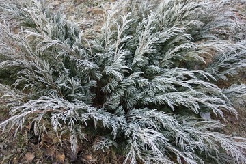 juniper