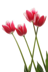 Fototapeta premium Pink tulips