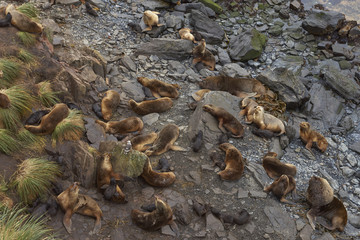 Breeding group of Southern Sea Lions (Otaria flavescens) with pups on the coast of Sealion Island in the Falkland Islands.