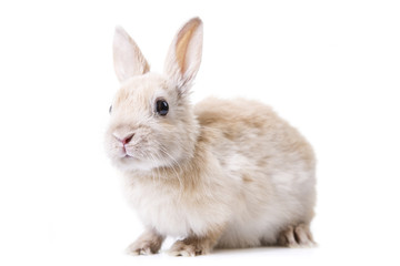 beiger Hase 