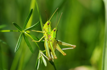 macro beetle insect wild nature background texture 