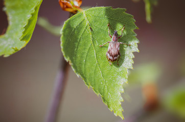 macro beetle insect wild nature background texture