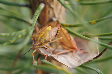 macro beetle insect wild nature background texture 