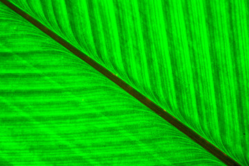 green natural leaf background