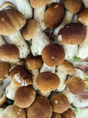 Healthy autumn harvest of fresh boletus mushrooms for seasonal cuisine.