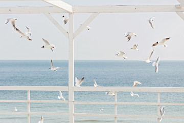 Seagulls on the beach. The seascape. Selective focus.