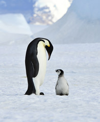 Naklejka na ściany i meble Emperor Penguins with chick