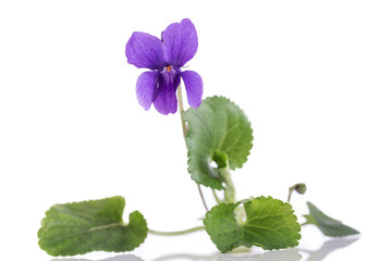 Violet flower, detailIt is also known as Sweet or English Violet