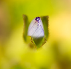 Beautiful little blue flower on nature