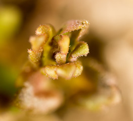 A small leaf in the nature. macro