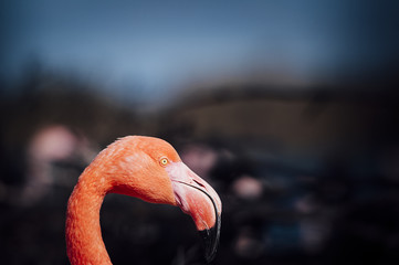 Fototapeta premium Portrait d'un flamant rose