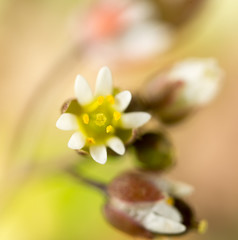 Beautiful little white flower in nature. macro