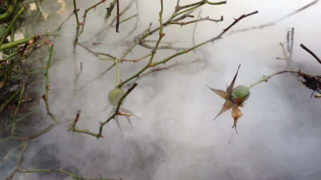 Burning the garden plants in a garden bonfire with lots of smoke