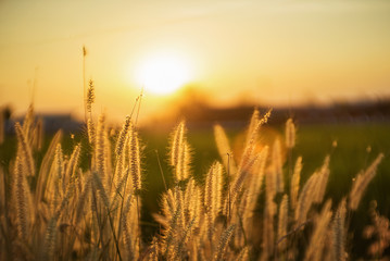 Grass flower on sunset blur background