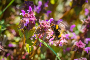 Beautiful field of green grass and purple flowers in a spring meadow