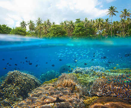 Fototapeta Coral reef with many small colorful fish  in tropical sea on a background of coast island
