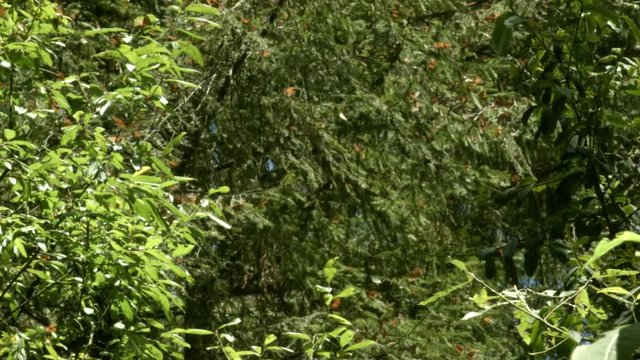 Santuario de mariposa monarca