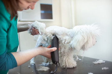  haircut white Bichon in hair service