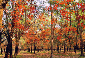 Rubber forest in autumn