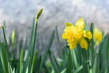 Fototapeta premium yellow narcissus close up
