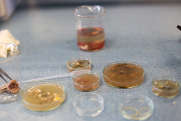 Sea fish samples to find parasite samples of education in laboratory.
