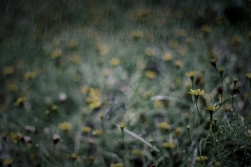 Yellow flower in the rain / photo art effect