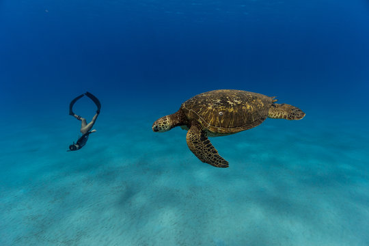 Female diver and turtle swimming underwater