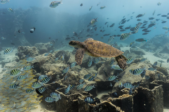 Turtle and fish swimming in the sea