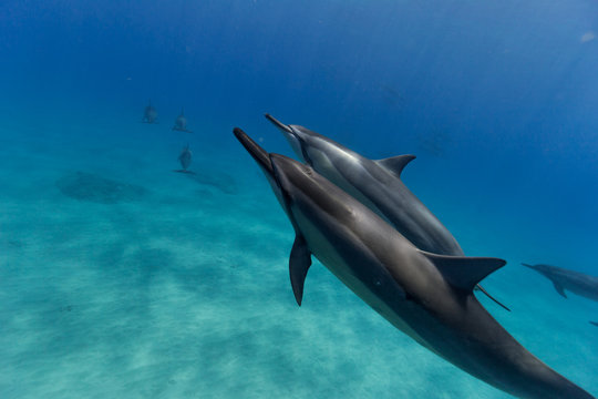 Dolphins underwater