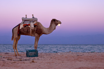 Wakacje w Egipcie. Wielbłąd na plaży - obrazy, fototapety, plakaty