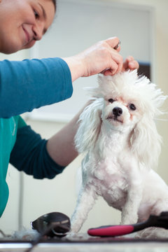  haircut white dog in hair service