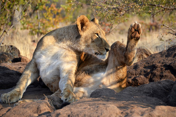 Fototapeta premium Lions near Victoria Falls