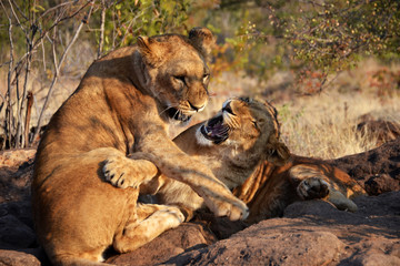 Lions near Victoria Falls
