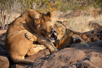 Lions near Victoria Falls
