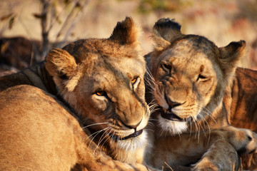 Obraz na płótnie Canvas Lions near Victoria Falls