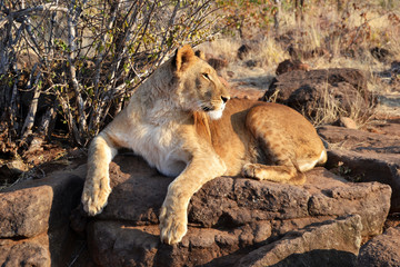 Lions near Victoria Falls