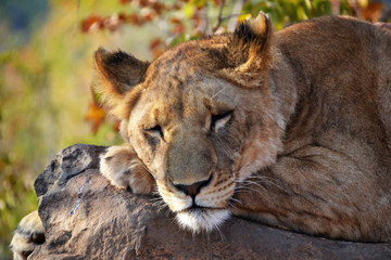 Lions near Victoria Falls