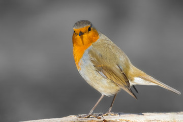 European Robin