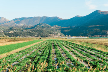 Fototapeta na wymiar Green field of crops