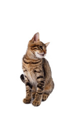 Fototapeta premium figlarny kot bengalski
