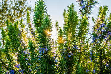 Branches of rosemary in spring sunset