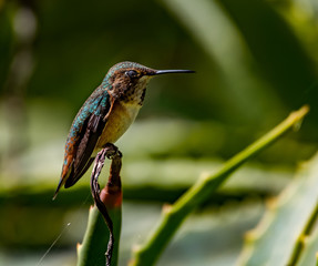 Allen's Hummingbird Caught Sleeping