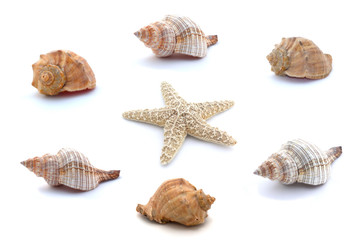 Collage of seashells and starfish isolated on white background