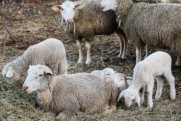 Naklejka na ściany i meble sheep and lamb flock